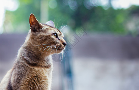 斑龙年轻的动物条纹猫背景