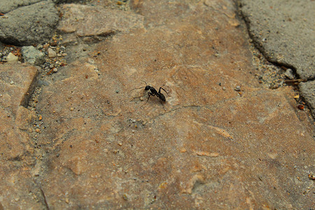 蚂蚁搬石头小蚂蚁背景