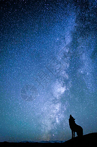 夜空下的星星夜空下狼的剪影设计图片