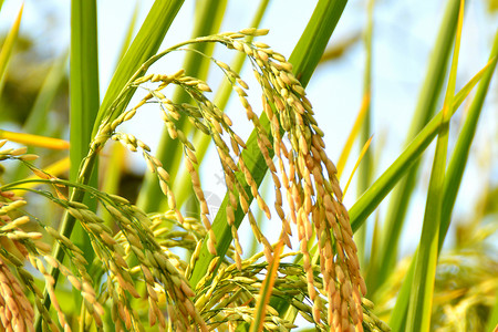 稻谷绿色水稻背景