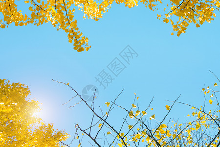 秋天的金色胡杨林图片