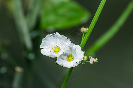 花背景图片