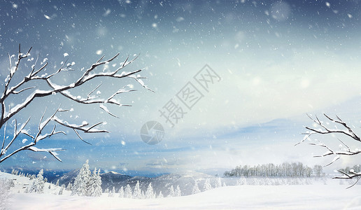 森林路径松树雪地设计图片