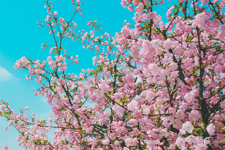 春天里的花朵 春意浓浓高清图片
