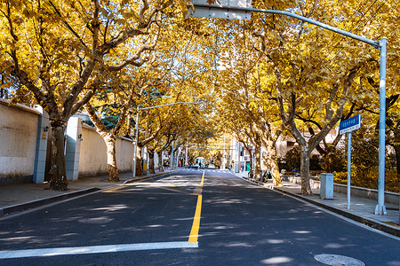 漂浮金色树叶上海秋天街景背景