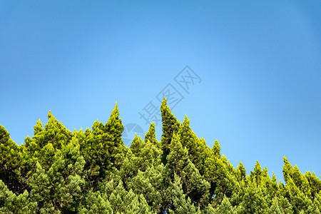 野菊秋天里的植物背景