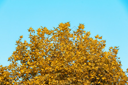 秋天满树的叶子黄了图片