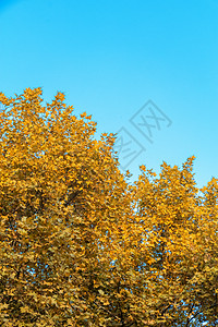 秋天满树的叶子黄了图片