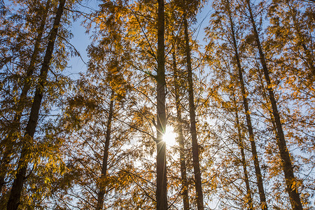 秋.光.树背景图片