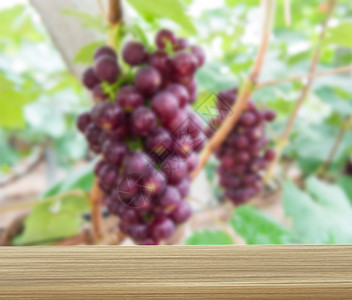 素材葡萄架木板处的葡萄园设计图片