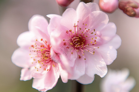 樱花唯美花儿开高清图片