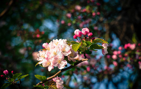 独枝桃花桃花朵朵开背景