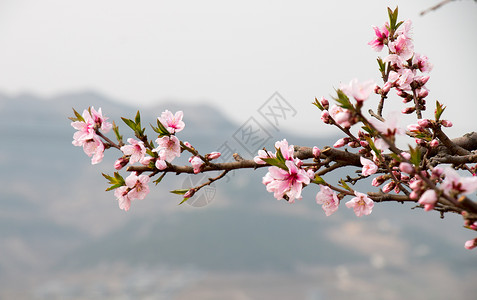 独枝桃花桃花朵朵开背景