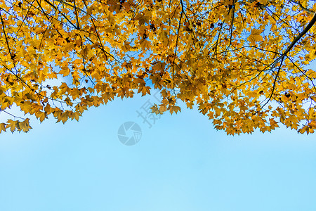 秋天金色梧桐叶背景图片