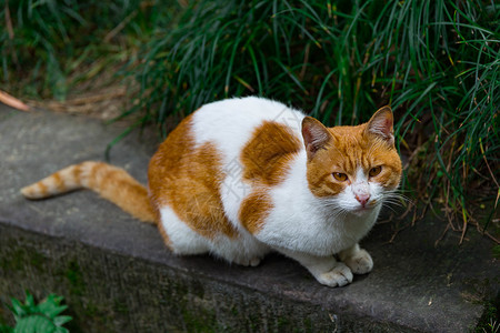 小树丛中的猫高清图片