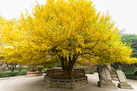 都江堰街道秋天枯黄的树叶高清图片
