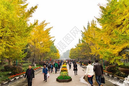 都江堰秋天枯黄的树叶背景图片