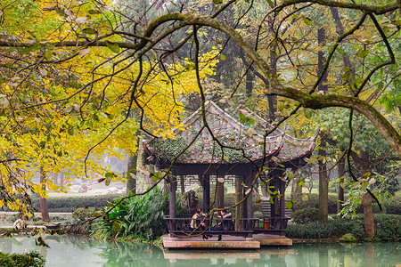 成都银杏都江堰秋天枯黄的树叶背景