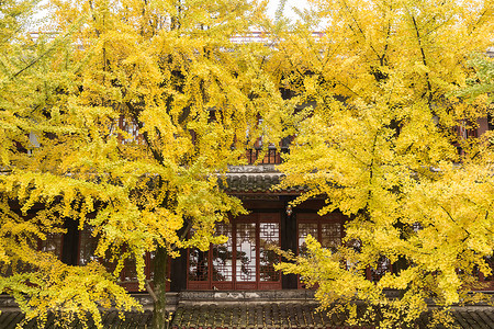 成都银杏都江堰街道秋天枯黄的树叶背景
