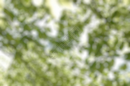 斑驳的树叶朦胧背景设计图片