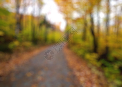 朦胧树林秋天背景设计图片