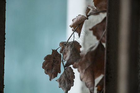 冬叶褐色藤蔓框架高清图片