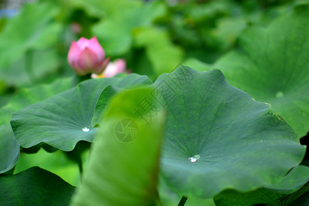 济南大明湖含苞欲放的荷花图片