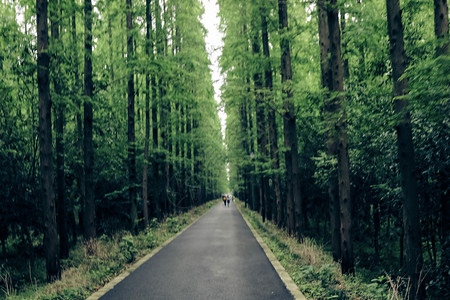 自行车阳光森林乡间春景小路背景