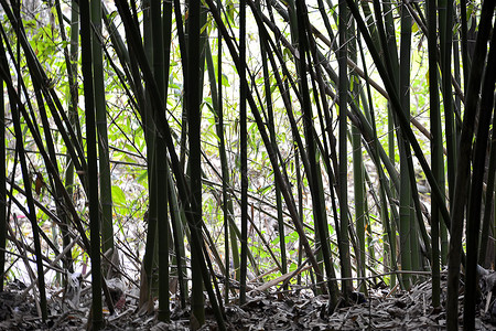 中国画植物竹林背景