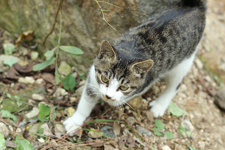 下山的小猫黑白色猫素材高清图片