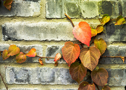 斑驳岁月的墙壁上的叶子图片