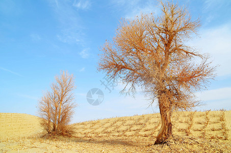 塔克拉玛玛干的胡杨背景图片