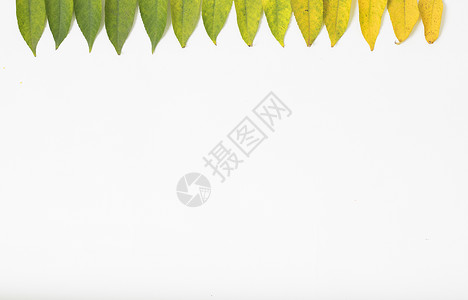 黄色简约线条四季变换的树叶背景