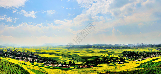 油菜花全景青海自然风光背景