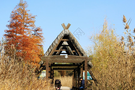 公园小木屋西沙湿地背景