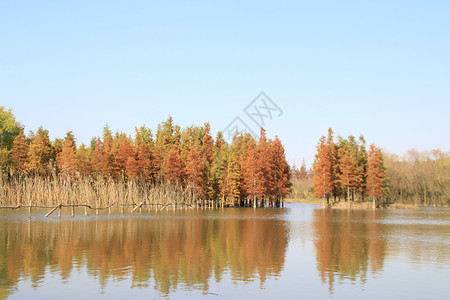 西沙湿地水杉背景图片