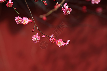 梅花花瓣全暖高清图片