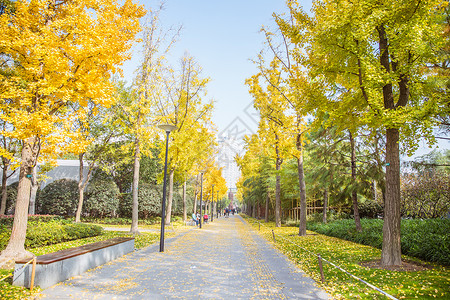 黄色的椅子清新文艺公园银杏树背景