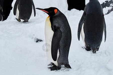 戴帽子的企鹅高清南极可爱的企鹅背景