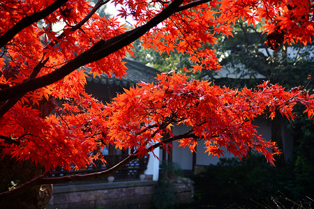 秋天的红枫红枫古道高清图片