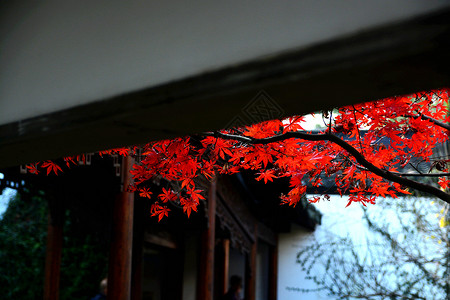 秋天的枫叶图片