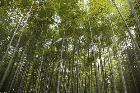 秋天的竹林背景图片