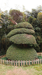 稀有植物螺旋生长的树高清图片