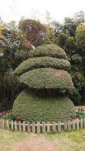 稀有植物背景图片