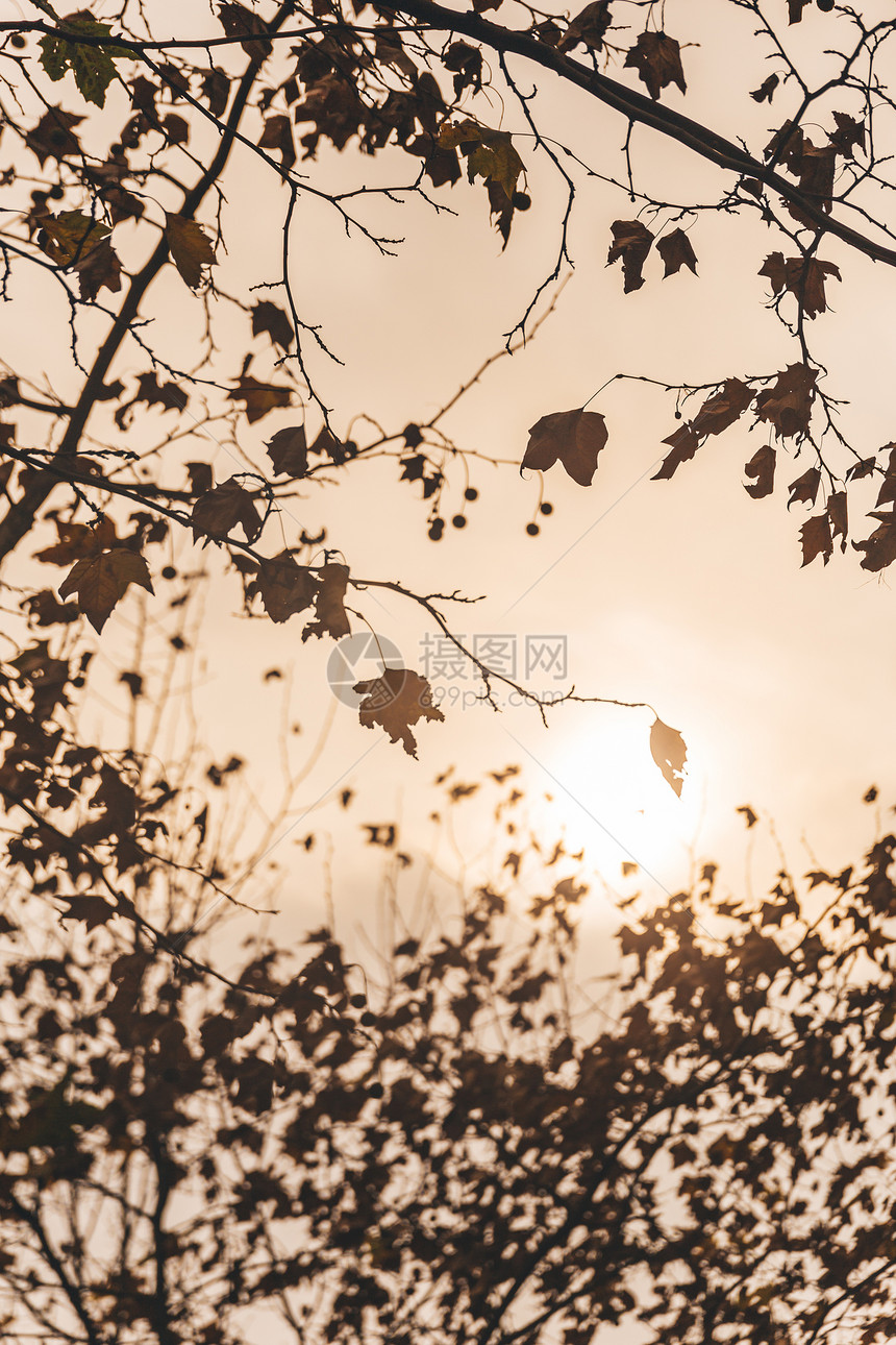 夕阳树木秋冬背景图片