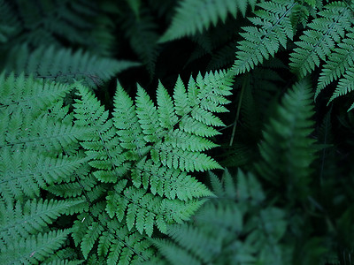 绿色的枝干植物背景