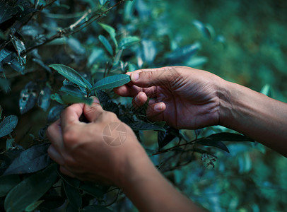 武夷茶文化野叶灌木高清图片