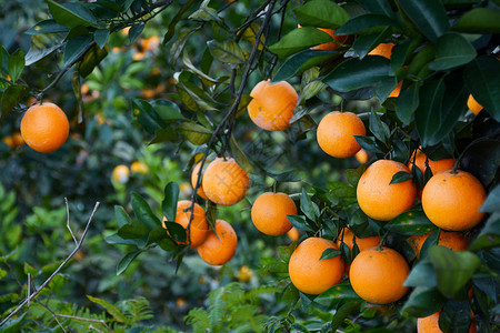 奉节脐橙橙子丰收高清图片