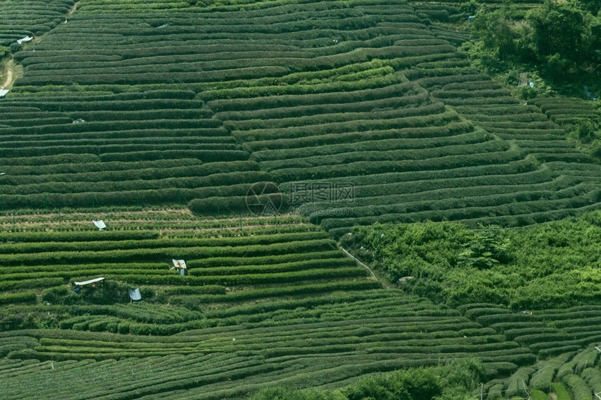 茶园图片