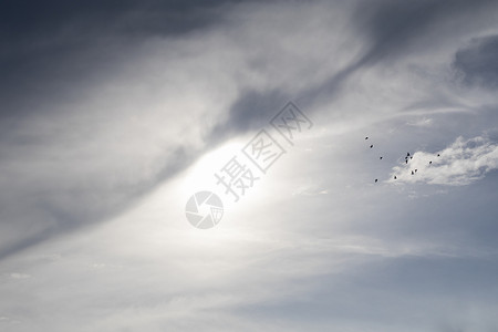 天空群鸟齐飞高清图片